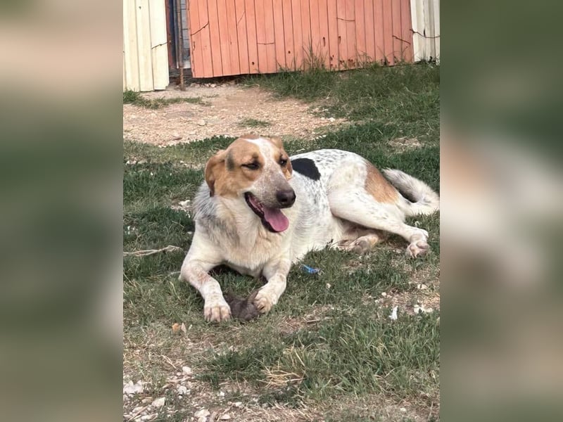 PACKO sucht ein Zuhause