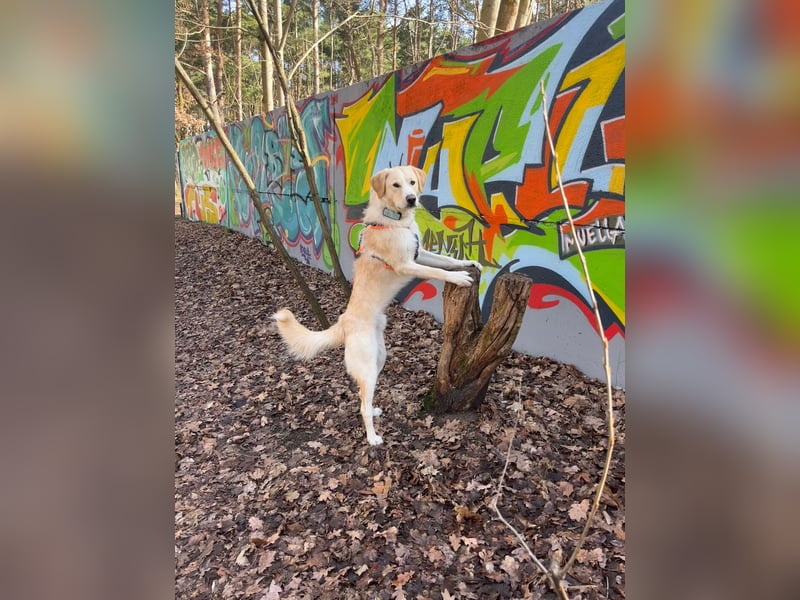 Toni sucht ein neues Zuhause - sensibler Herzenshund mit großem Potenzial