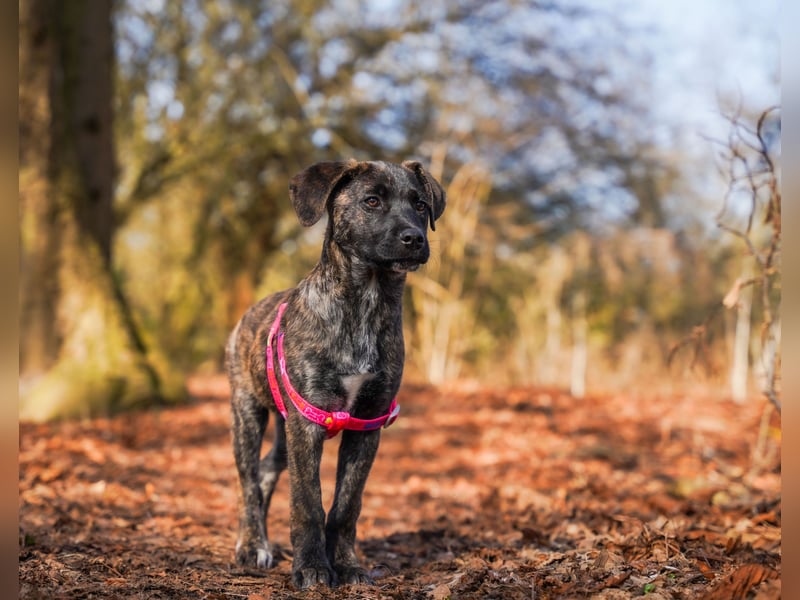 Susi in Berlin auf Pflegestelle