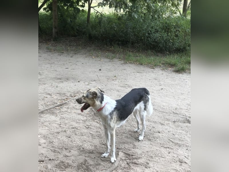 New Home for Luffy FOR FREE