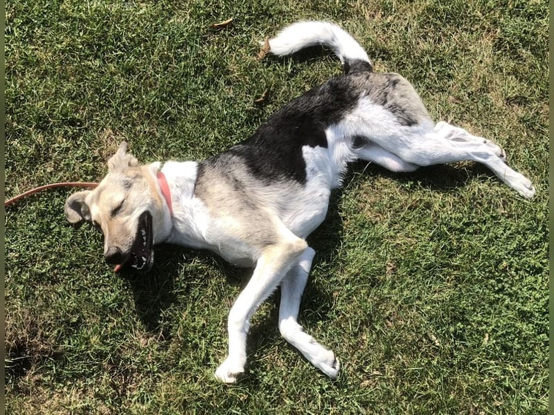 New Home for Luffy FOR FREE