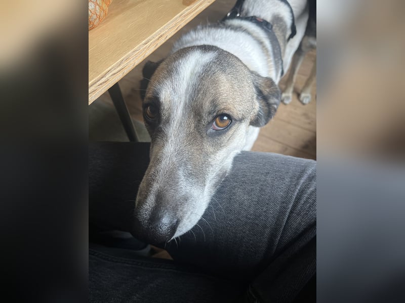 Liebevoller Hund REX sucht sein Zuhause!