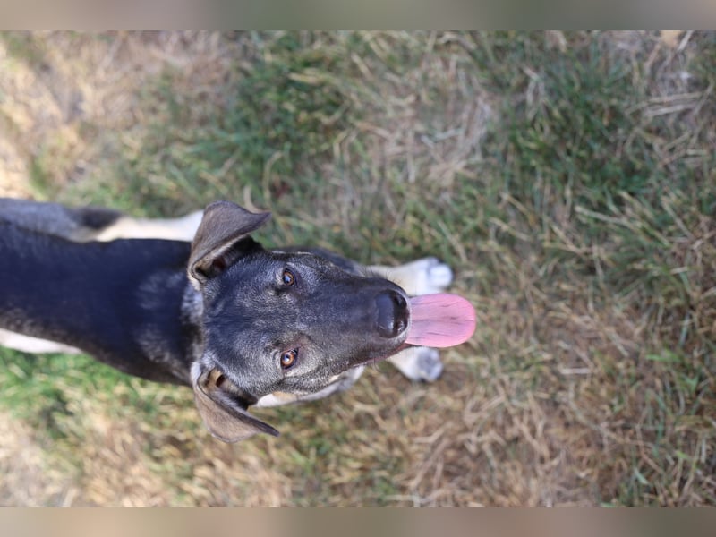 Junghund MORITZ (Tierschutzhund) sucht sein Zuhause!