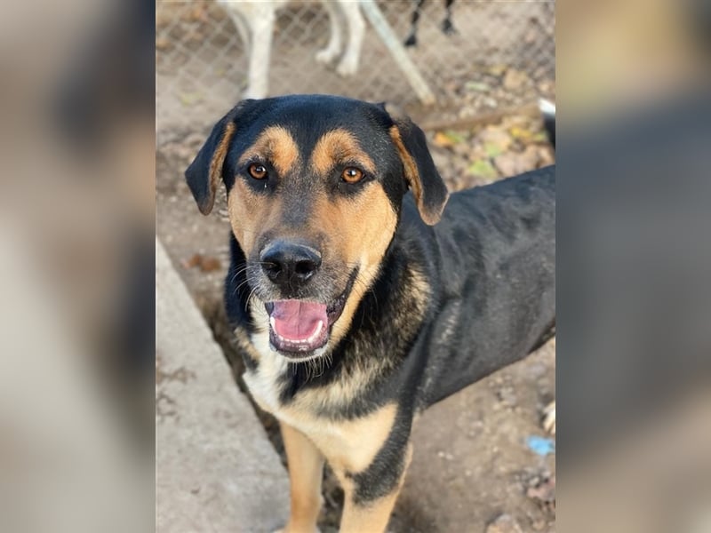 Eppo, geb. ca. 11/2022, lebt in GRIECHENLAND, im städt. Tierheim Serres