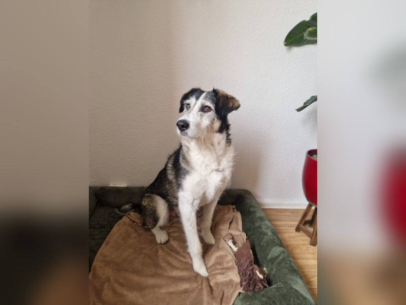 Fröhlicher und menschenfreundlicher Rüde STEVIE sucht sein Zuhause!