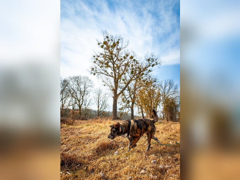 Verschmuster Rüde Rudy sucht sein Zuhause!