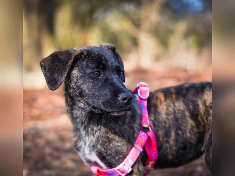 Susi in Berlin auf Pflegestelle