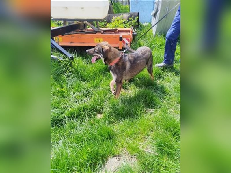 Rolf - ein stattlicher Vorzeigehund