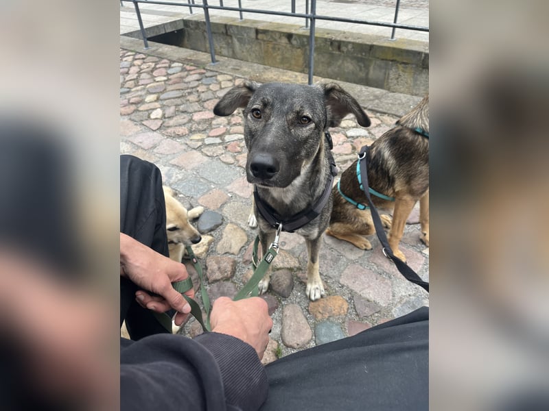Junghund MORITZ (Tierschutzhund) sucht sein Zuhause!