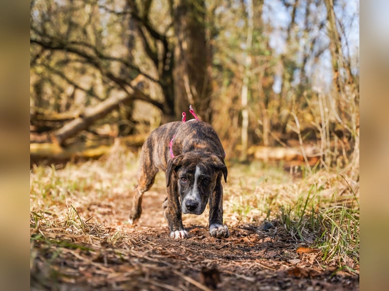 Liva in Berlin auf Pflegestelle