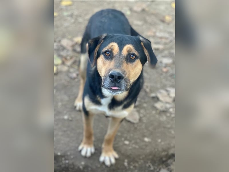 Eppo, geb. ca. 11/2022, lebt in GRIECHENLAND, im städt. Tierheim Serres