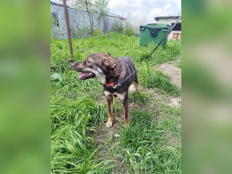 Rolf - ein stattlicher Vorzeigehund