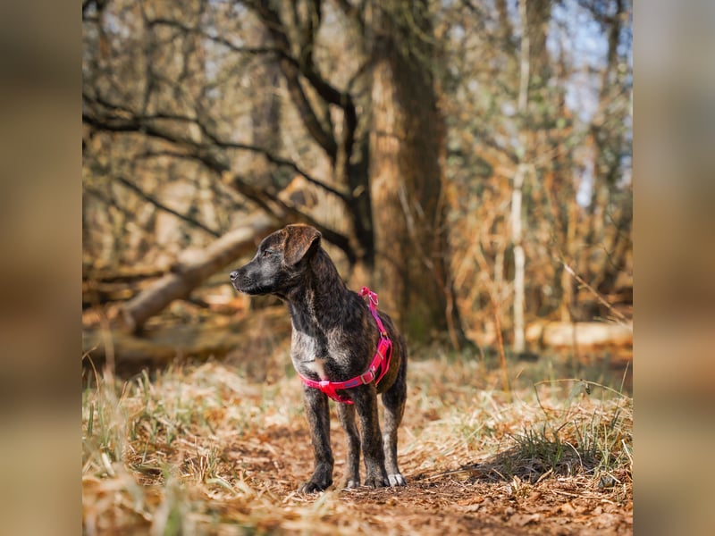 Susi in Berlin auf Pflegestelle