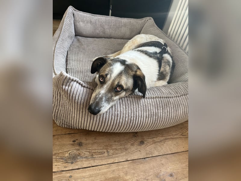 Liebevoller Hund REX sucht sein Zuhause!