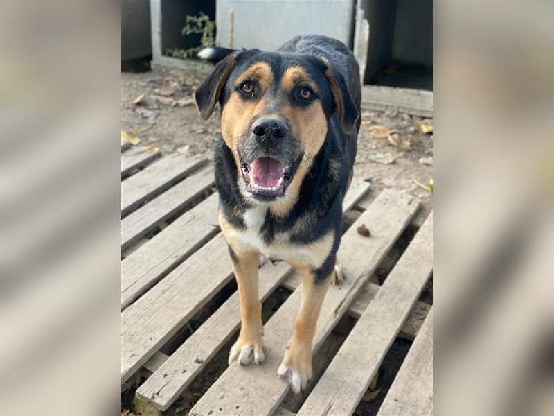 Eppo, geb. ca. 11/2022, lebt in GRIECHENLAND, im städt. Tierheim Serres