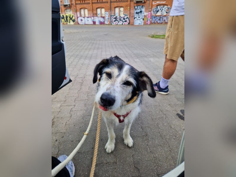 Menschenfreundlicher Rüde STEVIE sucht sein Zuhause!