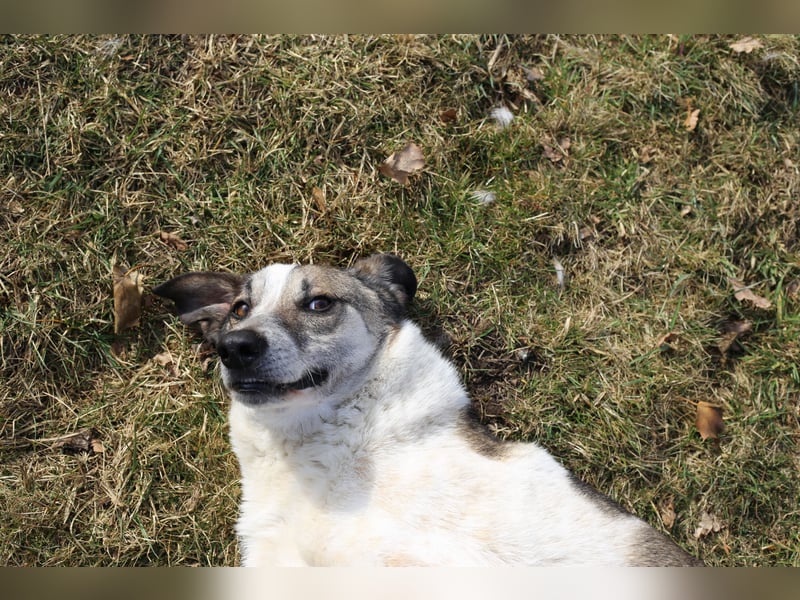 Liebevoller Hund REX sucht sein Zuhause!