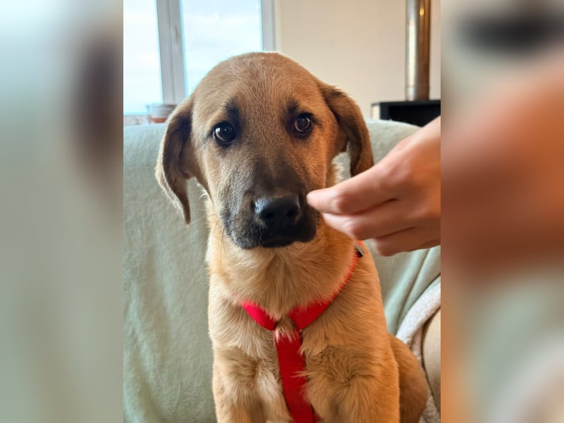 Emio in Berlin auf Pflegestelle