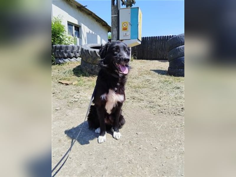 Karel  unkomplizierter Prachtkerl und Vorzeigehund