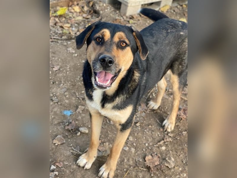 Eppo, geb. ca. 11/2022, lebt in GRIECHENLAND, im städt. Tierheim Serres