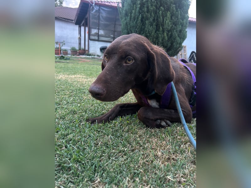 MOLLY sucht ein Zuhause