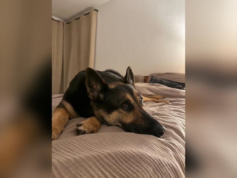 Unkomplizierte Hündin COURTNEY sucht liebevolles Zuhause