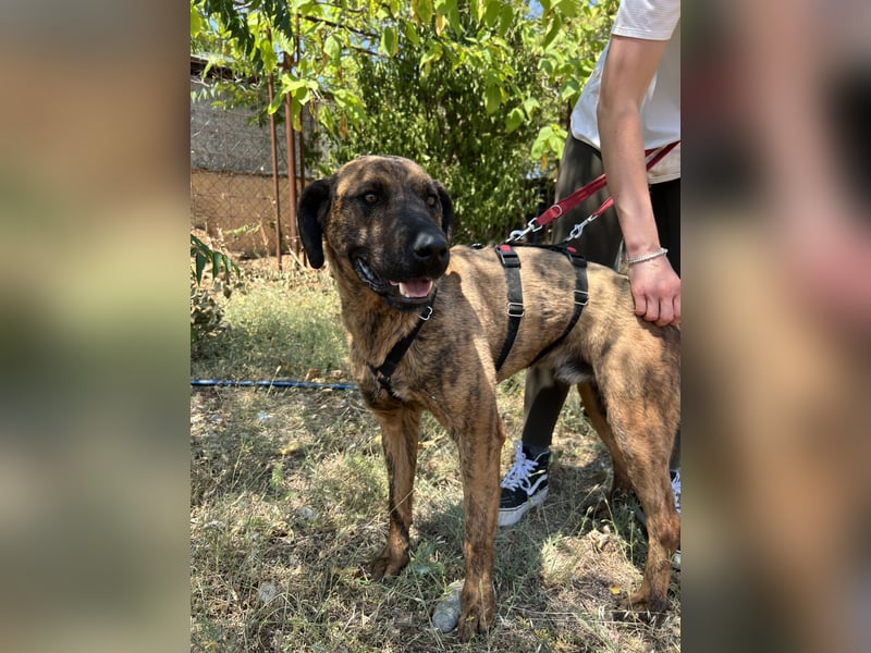 Aufgeweckter super lieber Bruno!