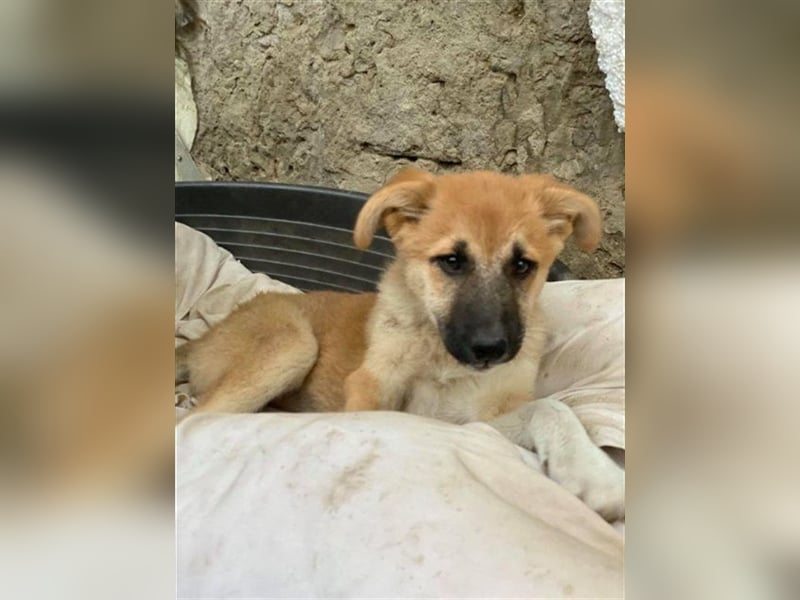 Arielle – unser fröhlich-aktives Dreibeinchen