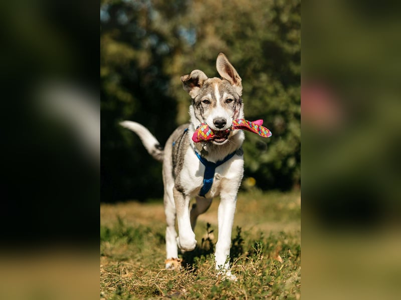 Fröhlicher Bimka sucht seine Familie