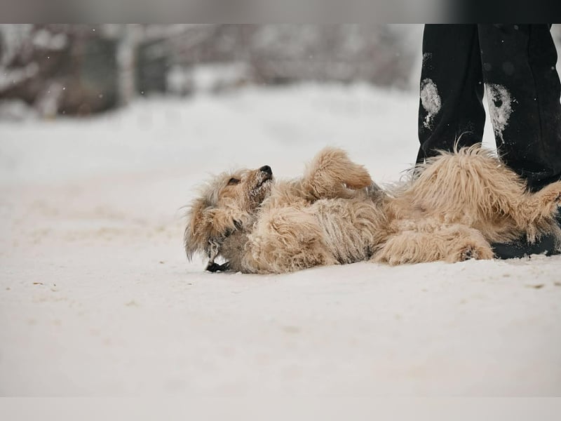 Kleiner Clown Benny sucht seine Familie