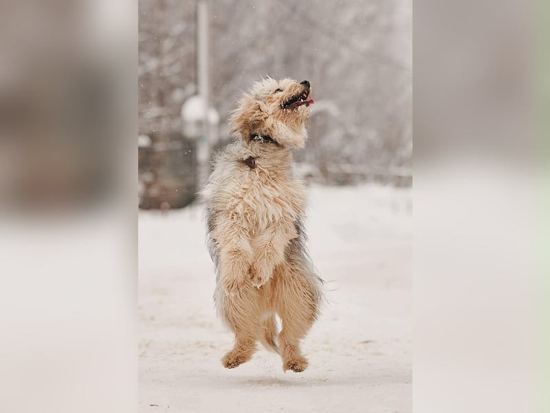 Kleiner Clown Benny sucht seine Familie