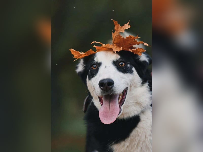 Lebensfroher Chico sucht sein Zuhause