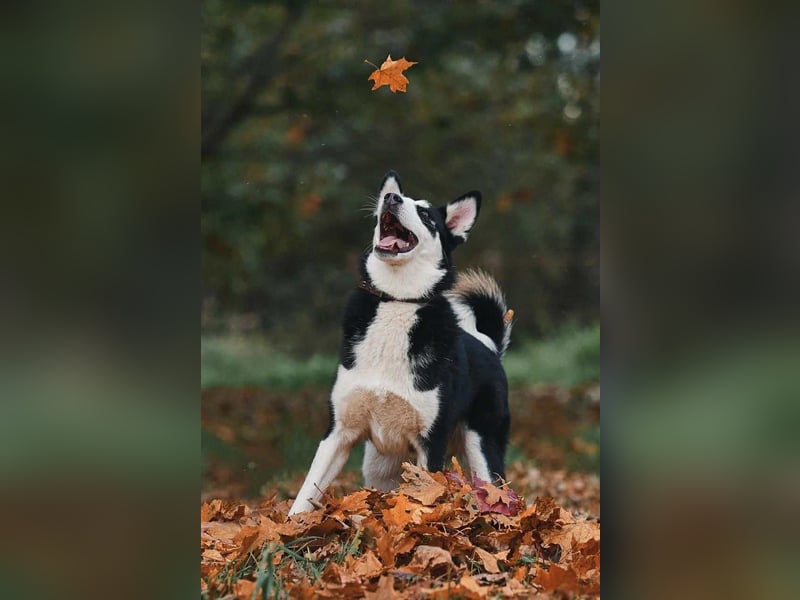 Lebensfroher Chico sucht sein Zuhause