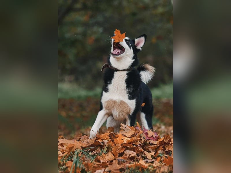 Lebensfroher Chico sucht sein Zuhause