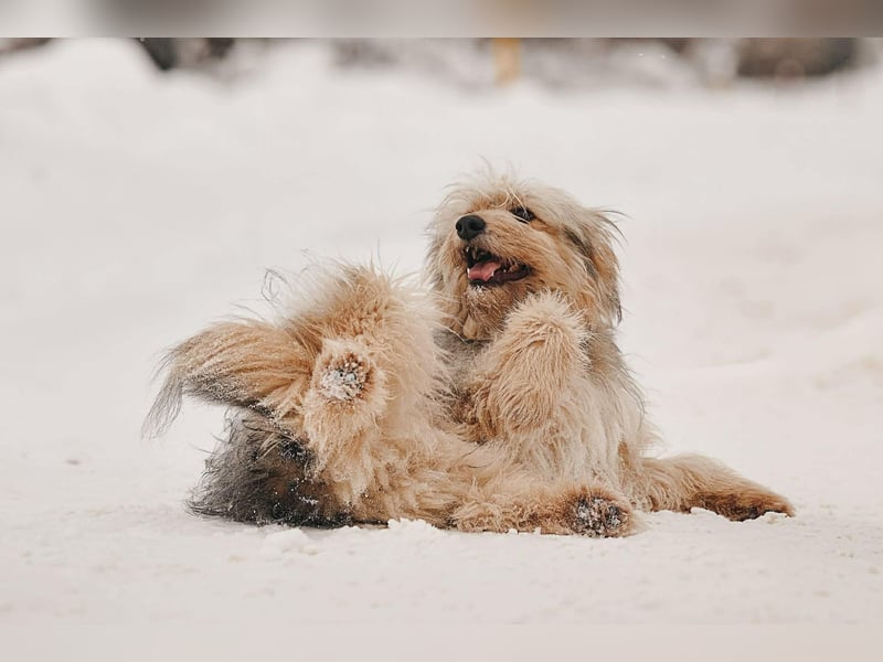 Kleiner Clown Benny sucht seine Familie