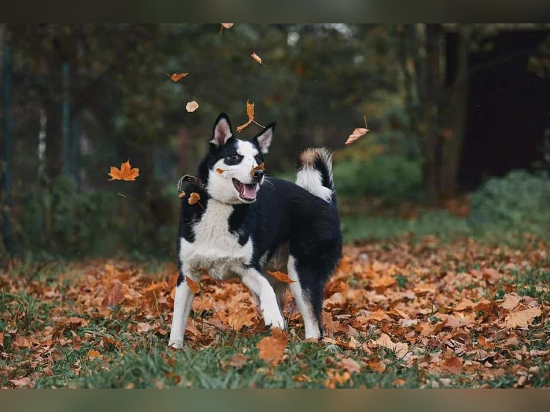 Lebensfroher Chico sucht sein Zuhause