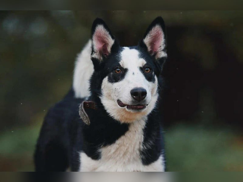 Lebensfroher Chico sucht sein Zuhause