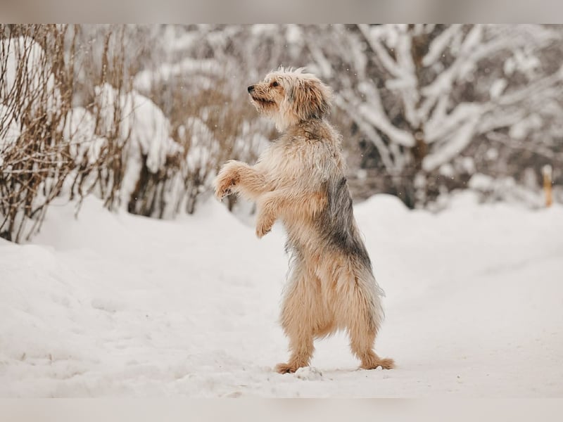 Kleiner Clown Benny sucht seine Familie