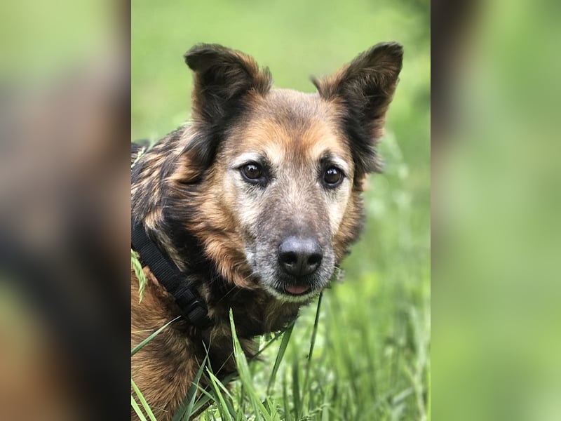 Rocky - auf der Suche nach einfühlsamen Menschen!