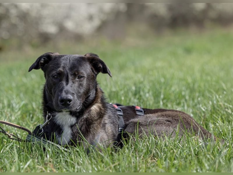 Nero - eine Seele von Hund!