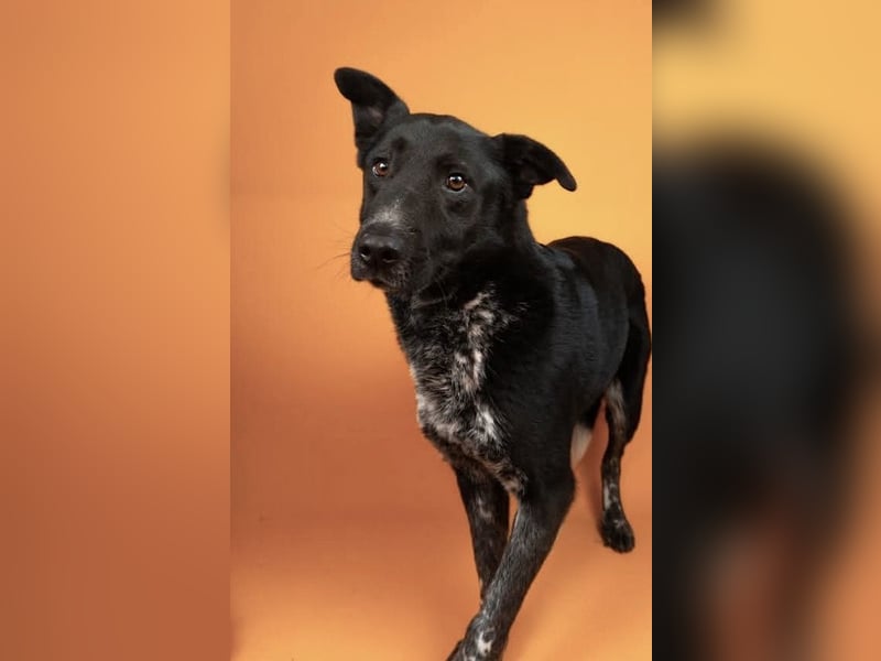 Amando - ein liebevolles Zuhause für seinen Lebensabend!