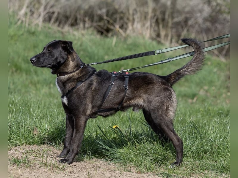 Nero - eine Seele von Hund!