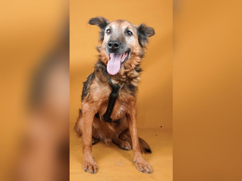 Rocky - auf der Suche nach einfühlsamen Menschen!