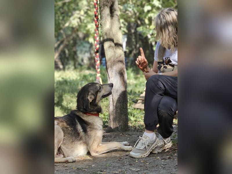 Mo - der perfekte Hund!