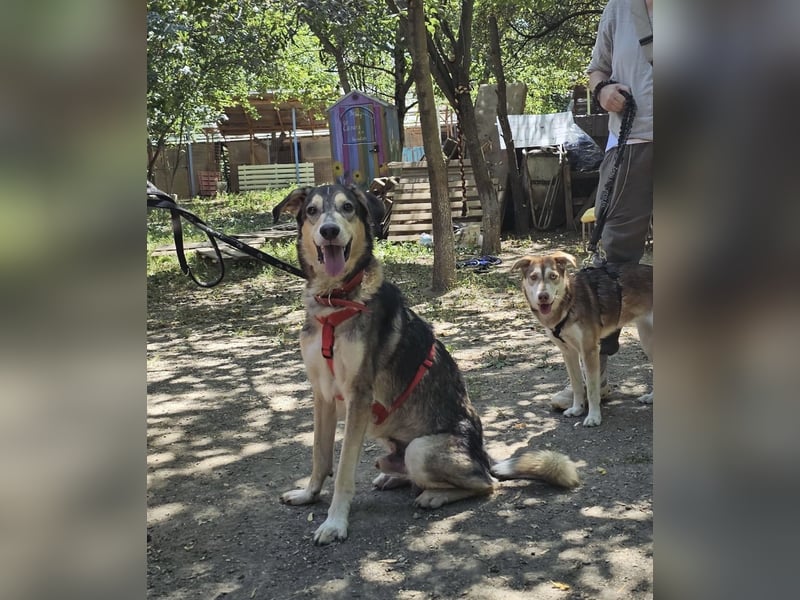 Mo - der perfekte Hund!