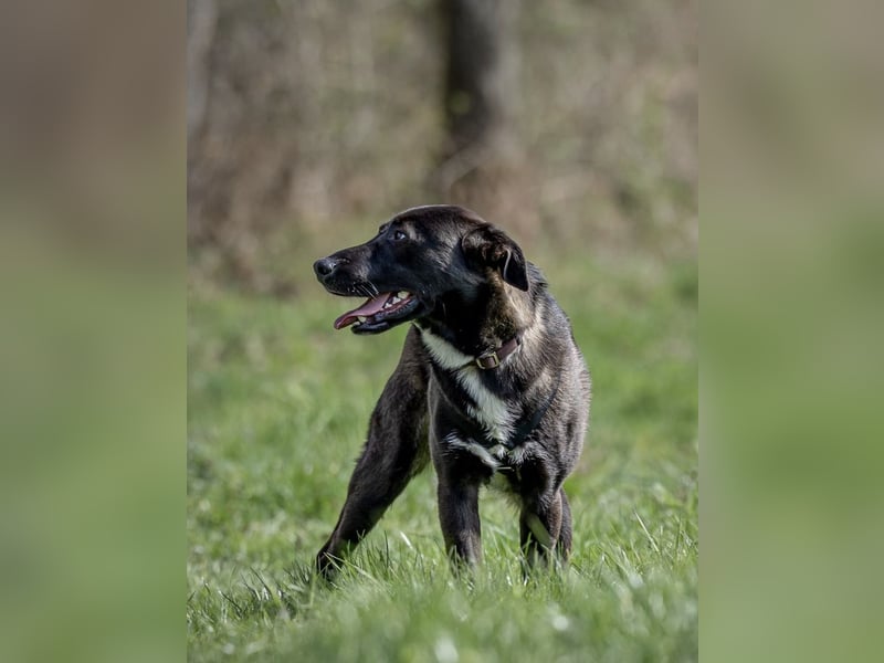 Nero - eine Seele von Hund!