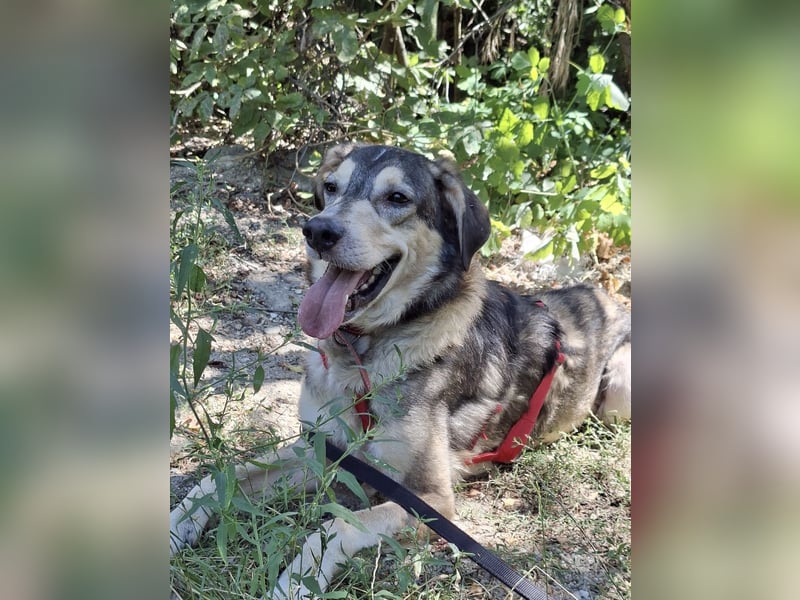 Mo - der perfekte Hund!