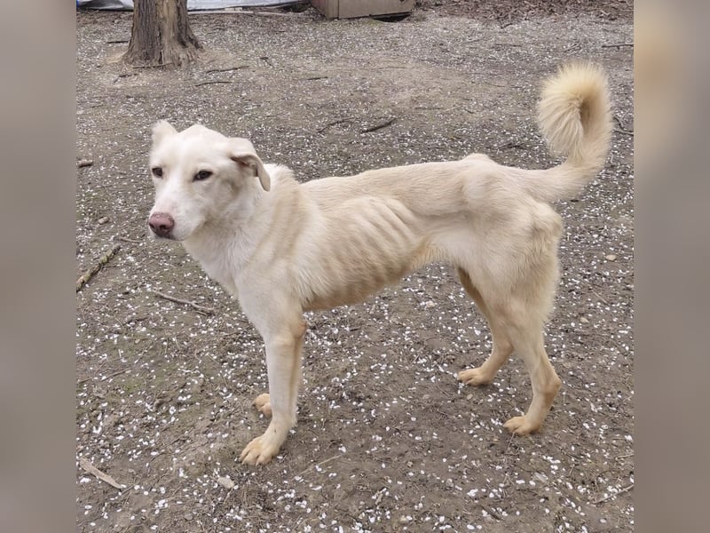 Fleur - freundliche Hündin zurück im Leben