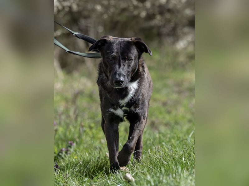 Nero - eine Seele von Hund!