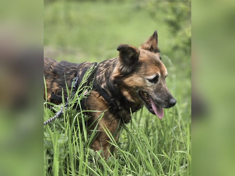 Rocky - auf der Suche nach einfühlsamen Menschen!